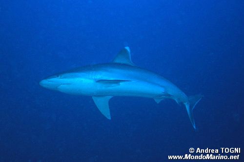 Squalo punte argentee (Carcharhinus albimarginatus)