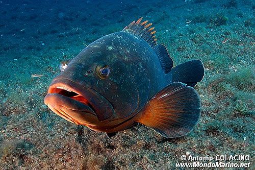 Cernia bruna (Epinephelus marginatus)