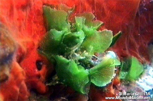 Alga verde stellata (Anadyomene stellata)