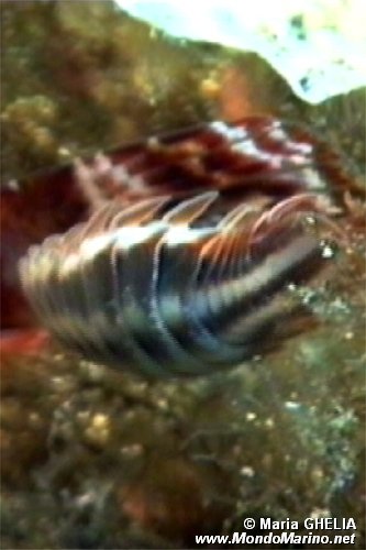 Anilocra (Anilocra physodes)