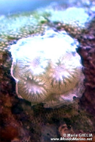 Lichenopora (Lichenopora radiata)