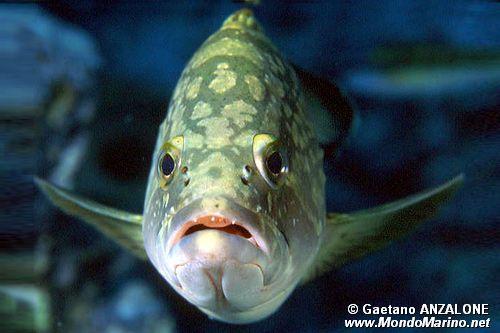 Cernia bruna (Epinephelus marginatus)