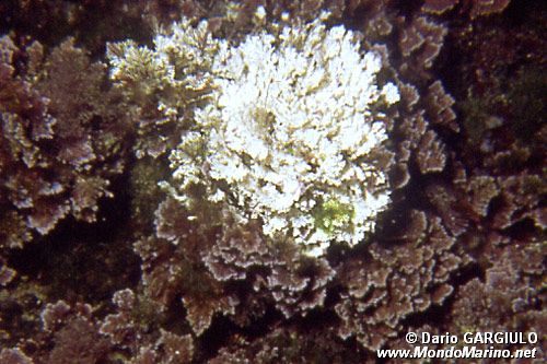Alga calcarea (Corallina elongata)
