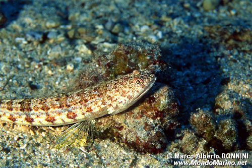 Pesce lucertola variegato (Synodus variegatus)