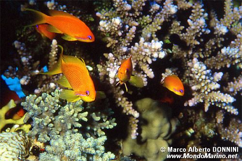 Castagnola  tropicale (Pseudanthias squamipinnis)