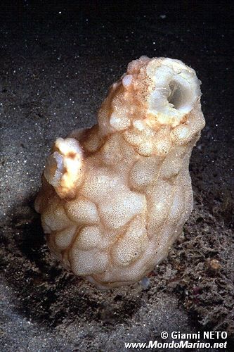 Pigna di mare (Phallusia mammillata)