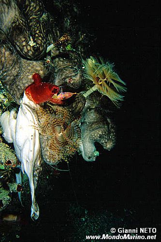 Spugna patata (Chondrosia reniformis)