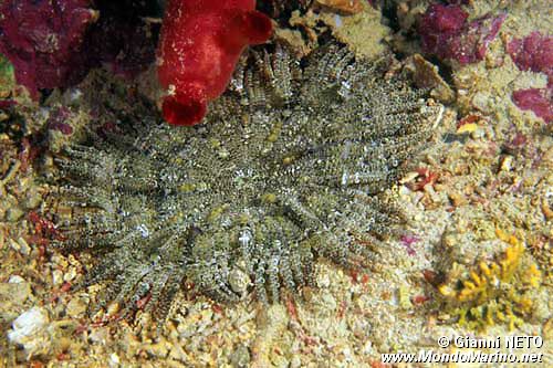 Attinia (Phymanthus pulcher)