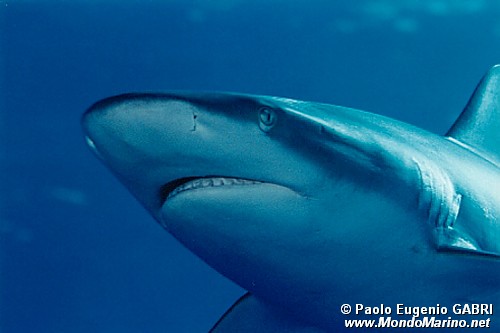 Squalo grigio del reef (Carcharhinus amblyrhynchos)