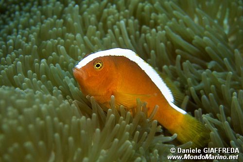 Pesce pagliaccio arancione (Amphiprion sandaracinos)