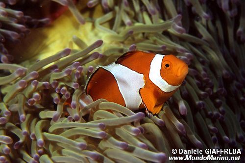 Pesce pagliaccio occidentale (Amphiprion ocellaris)