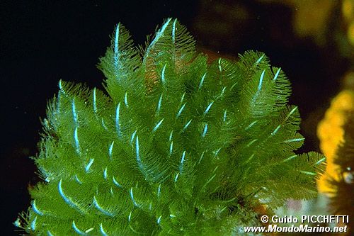 Alga verde (Bryopsis feldmannii)