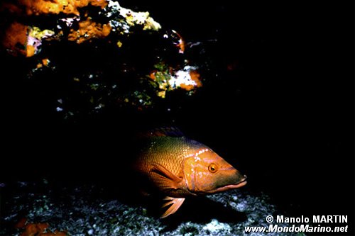 Pesce porco (Bodianus scrofa)