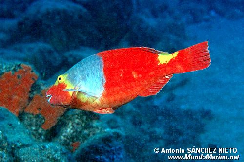 Pesce pappagallo (Sparisoma cretense)