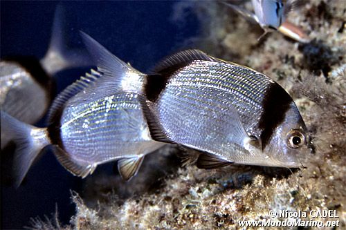 Sarago fasciato (Diplodus vulgaris)