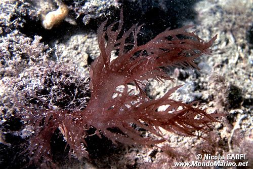 Alga rossa (Halymenia floresia)