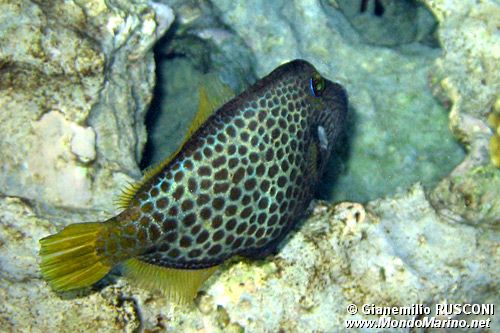 Pesce lima (Cantherhines pardalis)