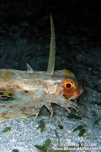 Pesce civetta (Dactyloptena orientalis)