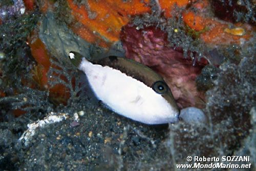 Pesce balestra mezzaluna (Sufflamen chrysopterus)