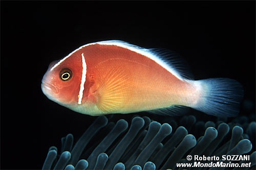 Pesce pagliaccio rosa (Amphiprion perideraion)