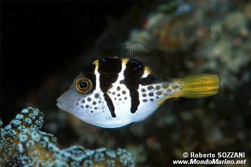 Falso pesce palla (Paraluteres prionurus)