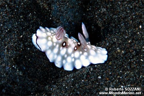 Chromodoris (Chromodoris hintuanensis)