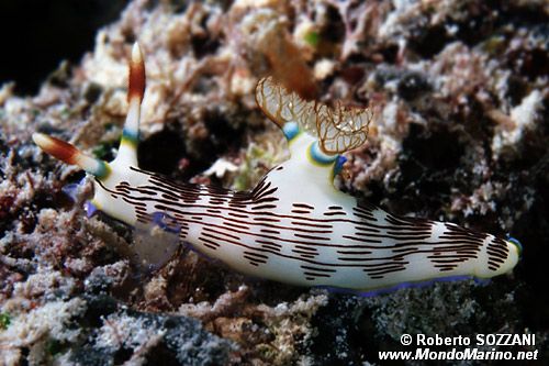 Nembrotha (Nembrotha lineolata)