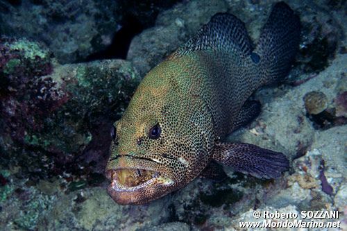 Cernia a macchie marroni (Epinephelus chlorostigma)