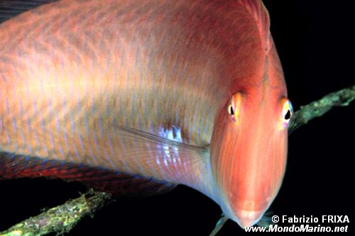 Pesce pettine (Xyrichthys novacula)