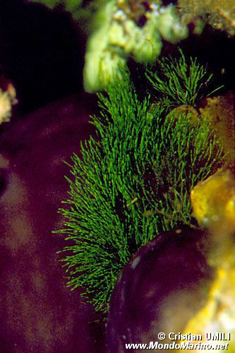 Alga verde (Cladophora rupestris)