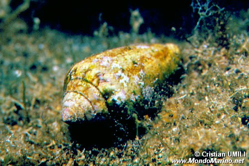 Cono mediterraneo (Conus mediterraneus)