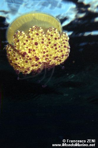 Medusa cassiopea (Cotylorhiza tubercolata)