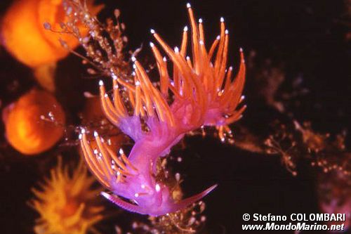 Flabellina rossa (Flabellina ischitana)