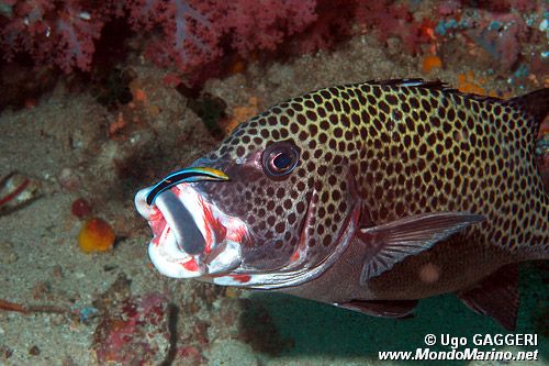 Gaterino arlecchino (Plectorhinchus chaetodonoides)