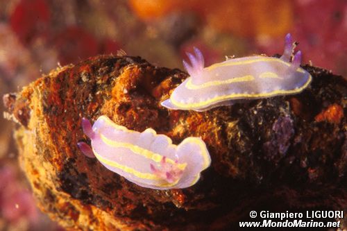 Cromodoride di Brito (Chromodoris britoi)