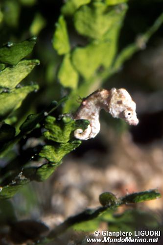 Cavalluccio marino (Hippocampus n.d.)