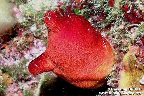 Patata di mare (Halocynthia papillosa)
