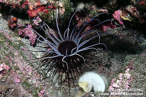 Cerianto (Cerianthus membranaceus)