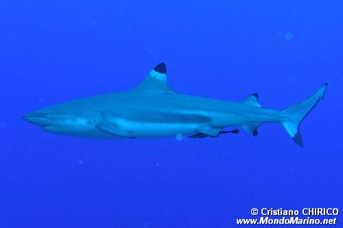 Squalo Seta (Carcharhinus falciformis)