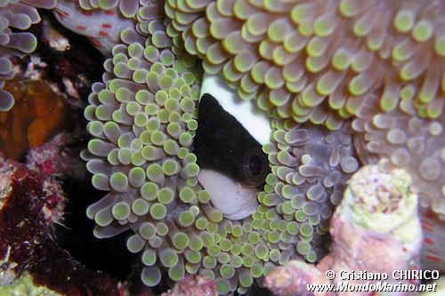 Pesce pagliaccio di Clark (Amphiprion clarkii)