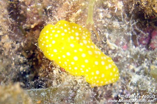 Fillidia mediterranea (Phyllidia flava)