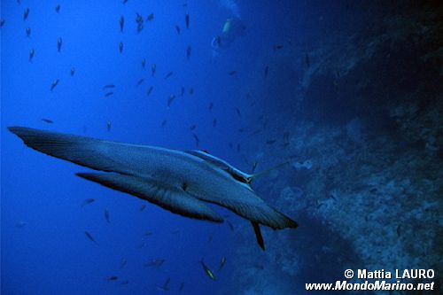 Pesce pipistrello (Platax pinnatus)