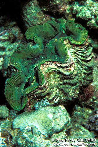 Tridacna (Tridacna maxima)