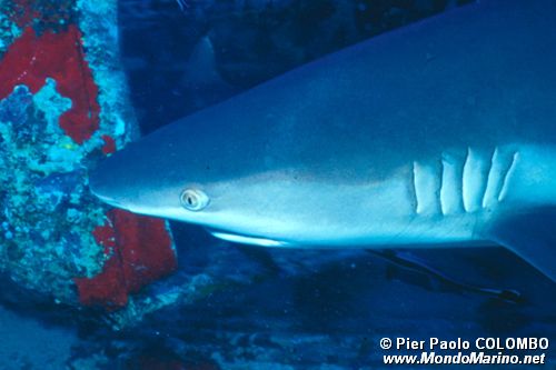 Squalo Seta (Carcharhinus falciformis)