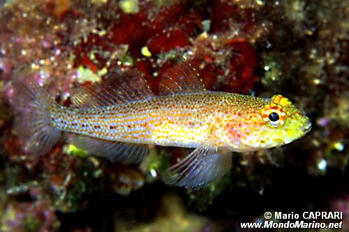 Ghiozzo dorato (Gobius auratus)