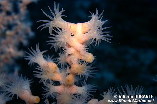 Falso corallo nero (Gerardia savaglia)