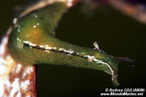 Lumachina Verde (Elysia viridis)