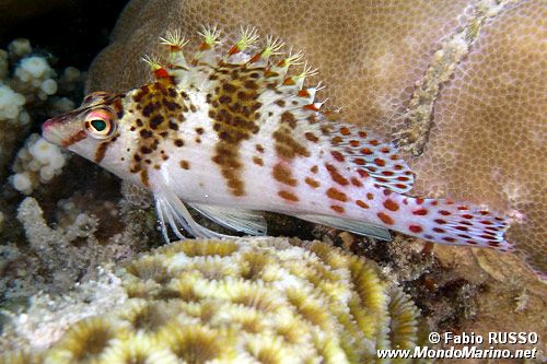 Pesce falco nano (Cirrhitichthys falco)