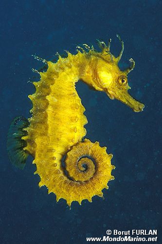 Cavalluccio marino (Hippocampus guttulatus)