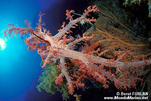 Coralli molli (Dendronephthya n.d.)